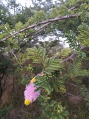 Mimosoideae