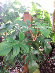 Philodendron squamiferum