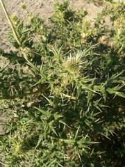 Asteraceae