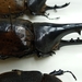Guiana Hercules Beetle - Photo (c) Thiago Mahlmann, some rights reserved (CC BY-NC), uploaded by Thiago Mahlmann