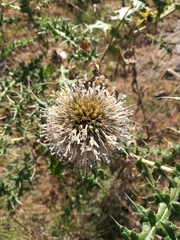 Echinops