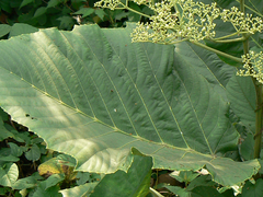 Leea macrophylla, photograph (c) Dinesh Valke, some rights reserved (CC BY-SA)