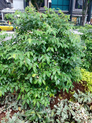 Phyllanthus cuscutiflorus