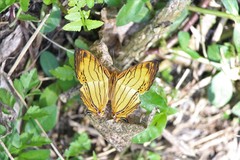 Cyrestis lutea doliones