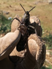 Dictyophorus griseus
