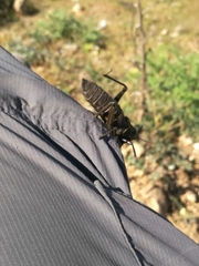 Dictyophorus griseus