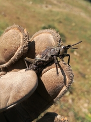 Dictyophorus griseus