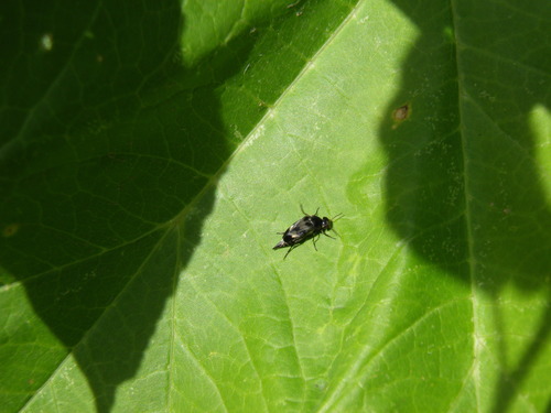 Paprastasis Dygliavabalis