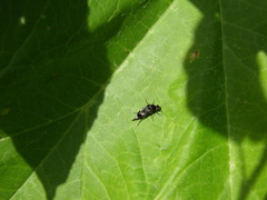 Variimorda villosa