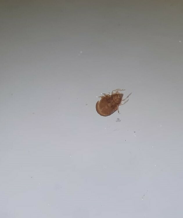 Licneremaeidae