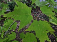 Acer rubrum