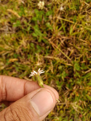 Noticastrum marginatum