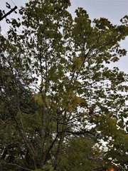 Acer rubrum