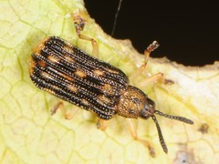 Sumitrosis inaequalis