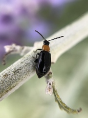 Luperomorpha xanthodera