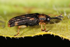 Sumitrosis inaequalis