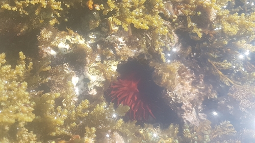 Mediterranean Beadlet Anemone (Actinia mediterranea)