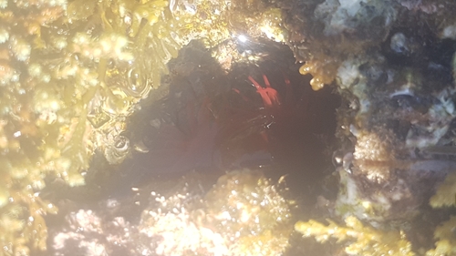 Mediterranean Beadlet Anemone (Actinia mediterranea)