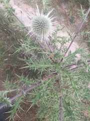 Asteraceae