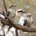 Laughing Kookaburra - Photo (c) Geoffrey Cox, some rights reserved (CC BY-NC), uploaded by Geoffrey Cox