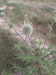Asteraceae