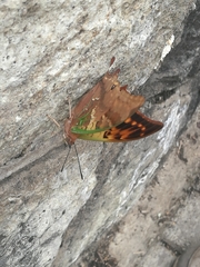 Charaxes candiope