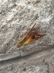 Charaxes candiope