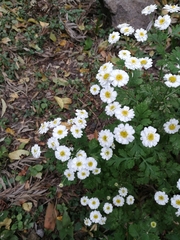 Tanacetum parthenium image