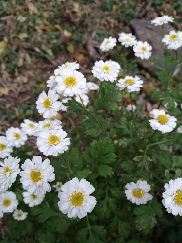 Tanacetum parthenium image