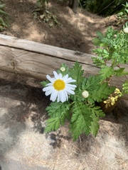 Argyranthemum broussonetii image