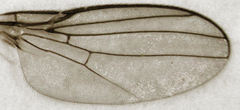Dicraeus tibialis