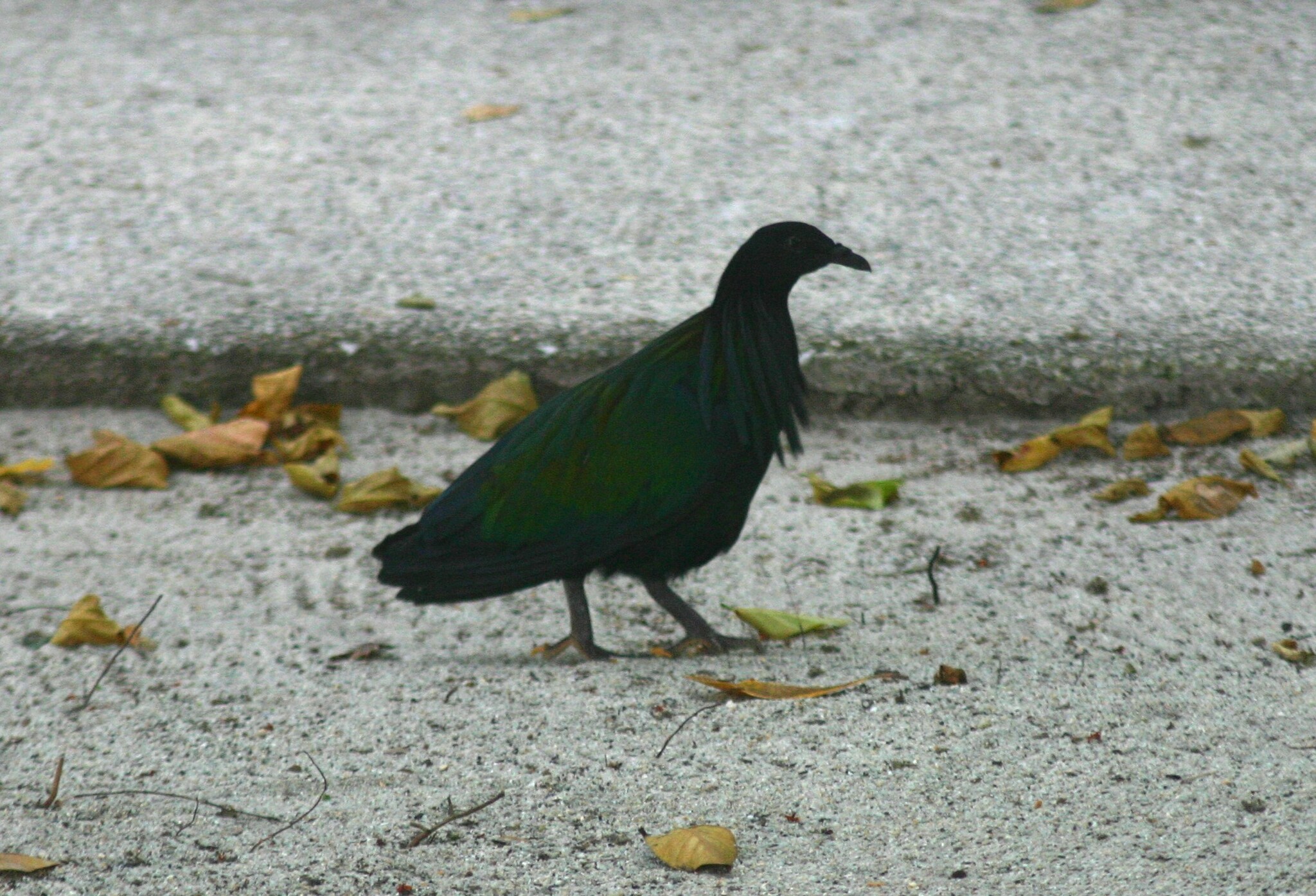 Nicobar Pigeon