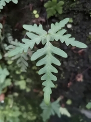 Aleuritopteris argentea