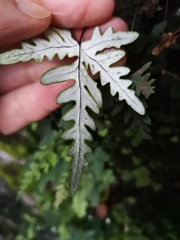 Aleuritopteris argentea