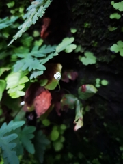 Aleuritopteris argentea