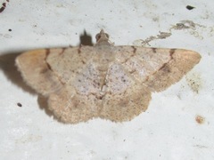 Frederickia flaviterminata