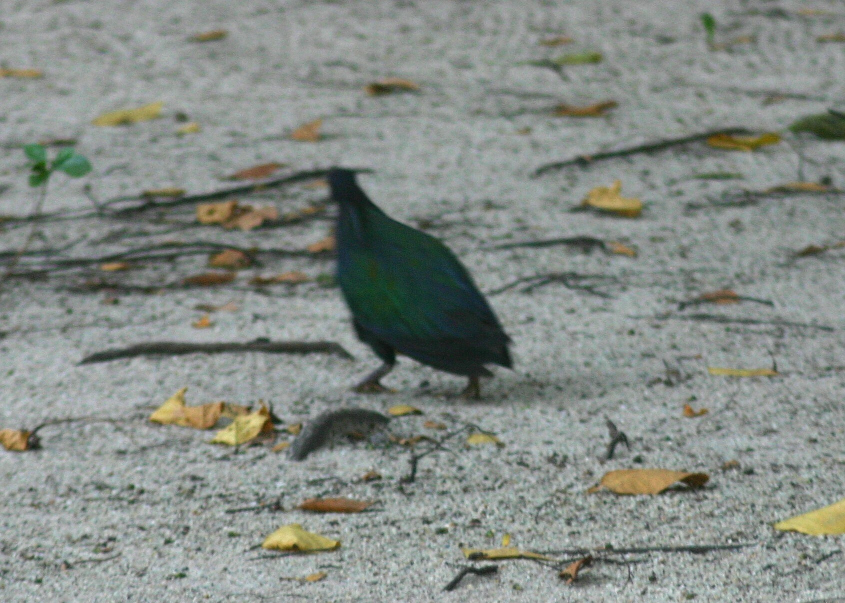 Nicobar Pigeon