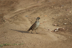 Callipepla douglasii