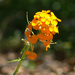 Western Wallflower - Photo (c) James Gaither, some rights reserved (CC BY-NC-ND)