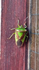 Acanthosoma haemorrhoidale