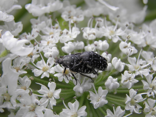 Kvapusis auksavabalis