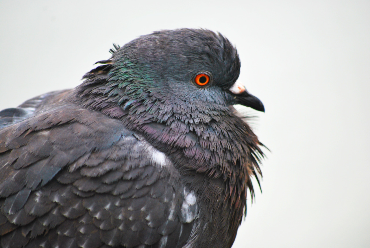 Pombo-doméstico (variedade Columba livia domestica) · BioDiversity4All