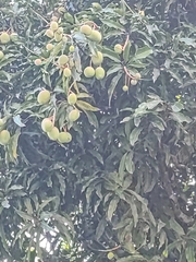 Mangifera indica image