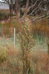 Hakea carinata