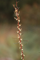 Hakea carinata
