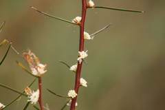 Hakea carinata