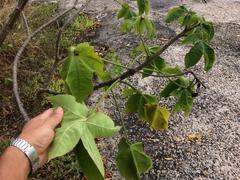 Jatropha mollissima