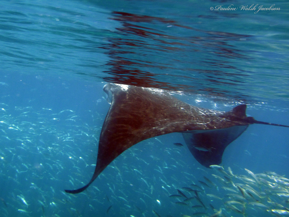 Atlantic manta ray banking in green-blue water near Holbox