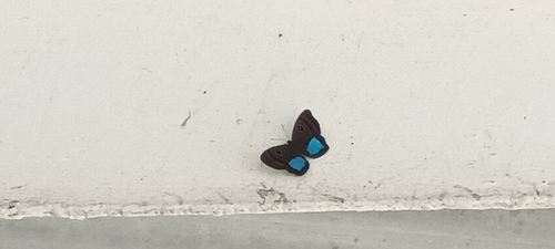 Blue-Patched Eyed-Metalmark