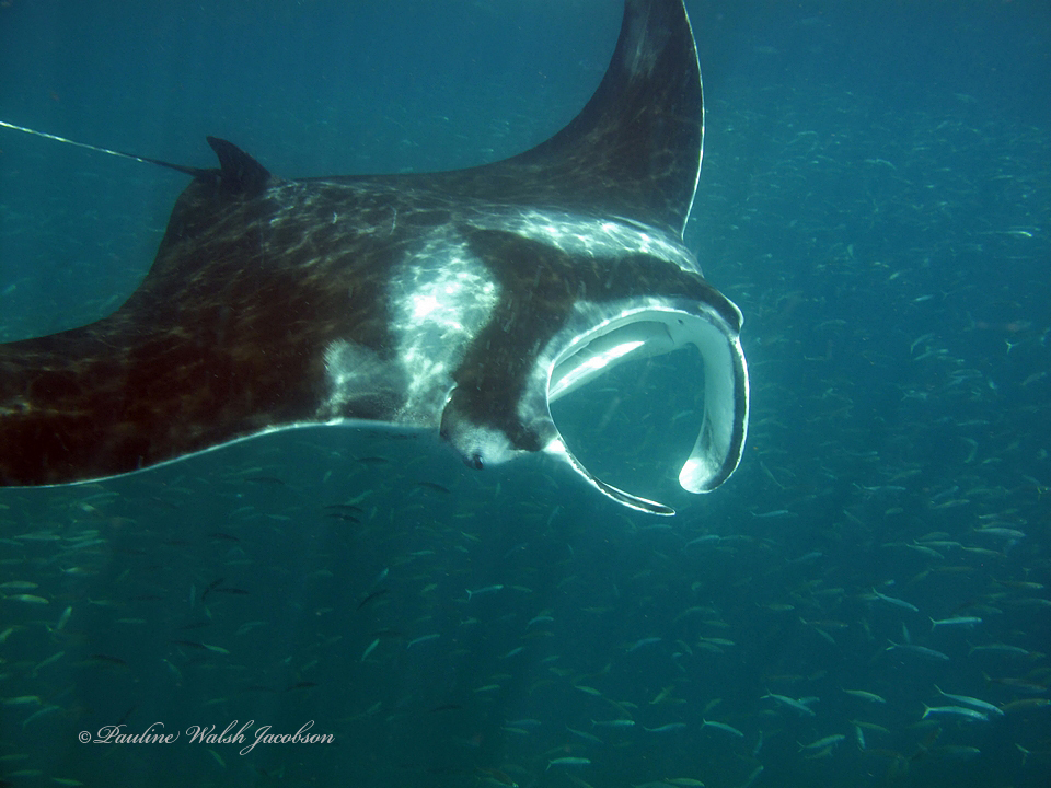 Atlantic manta ray head-on, showing its pale face markings